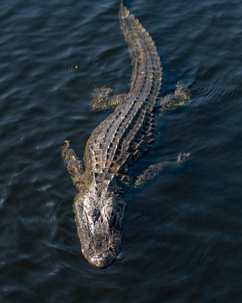 an alligator in florida GXVKZ