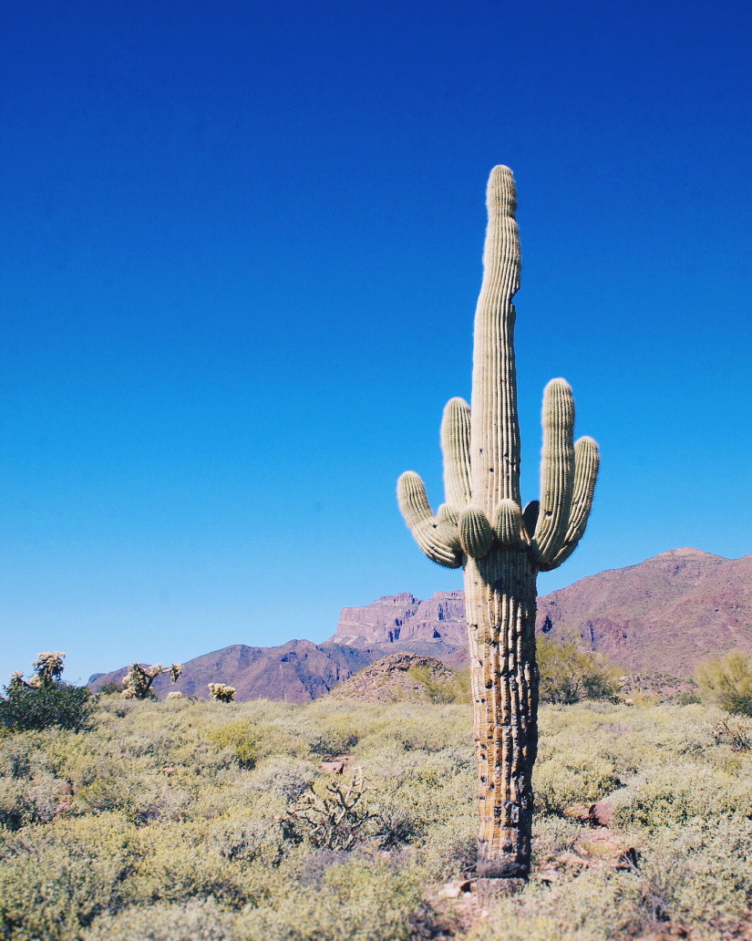 arizona landscape with saguaro cactus LUQ